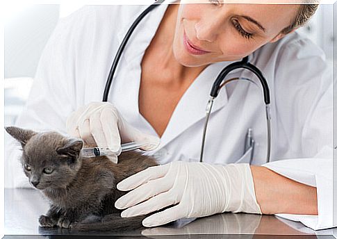 cat and vet