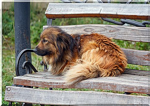 Causes of abandonment of dogs