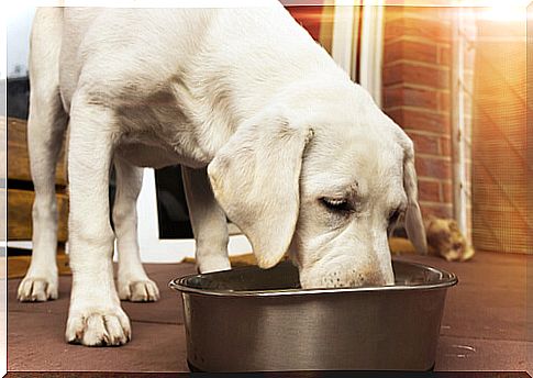 Dog food by breed: tips