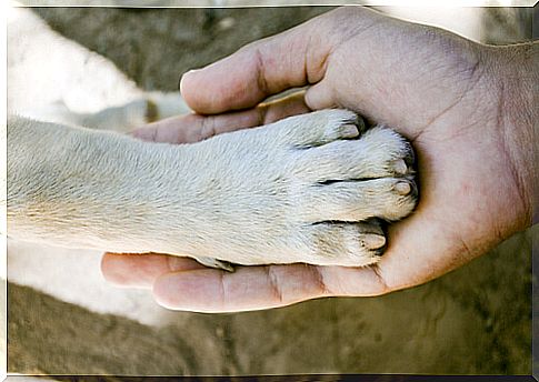 What is the dog with the strongest legs?