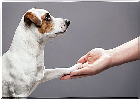 How to take care of dog paws