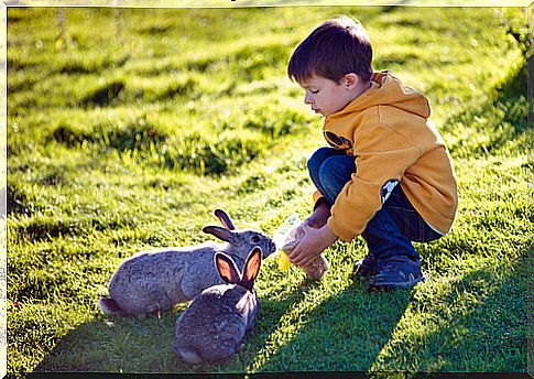 Boy playing with two rabbits