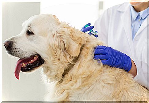 Dog at the vet