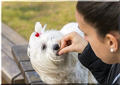 Person medicating a dog