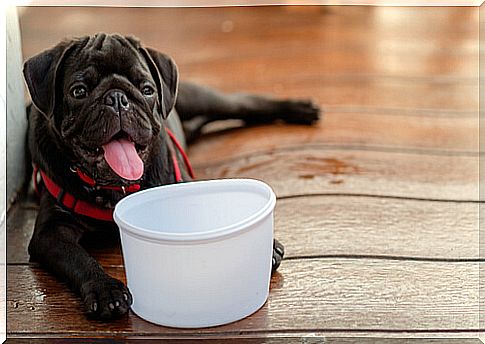 Heat stroke in pets