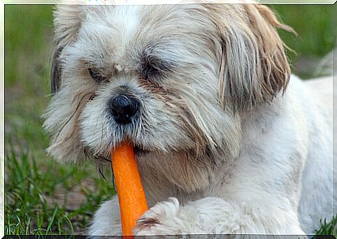 Benefits of carrots for dogs