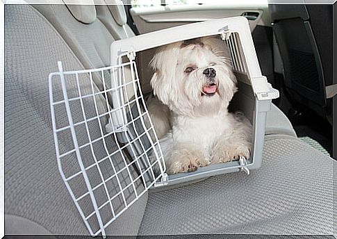 What types of pet carrier are there?