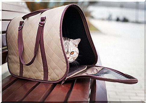 cat in bag