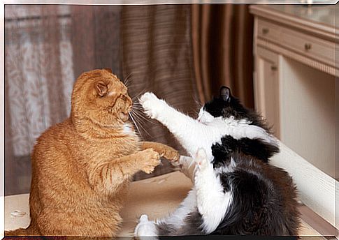 What You Should Know About Cat Fighting