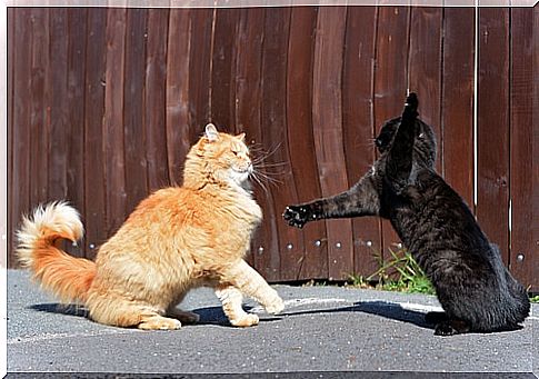 Fights between felines