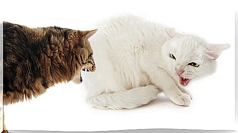 Aggression between cats