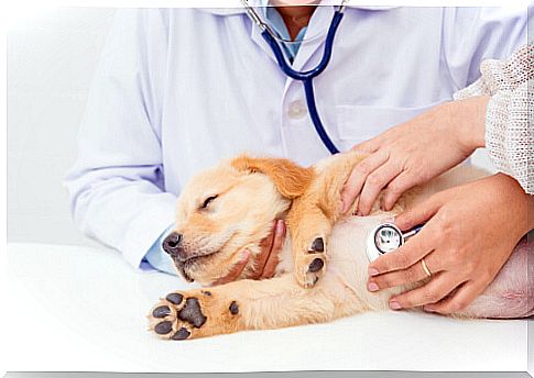 When to get a pet health checkup?