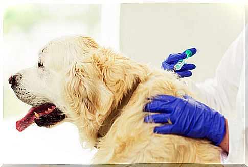 How much does it cost to vaccinate a dog