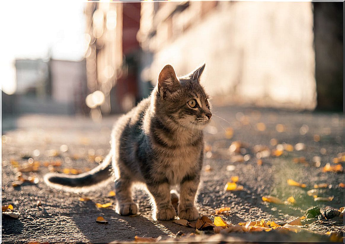 Why do cats want to run away from home?