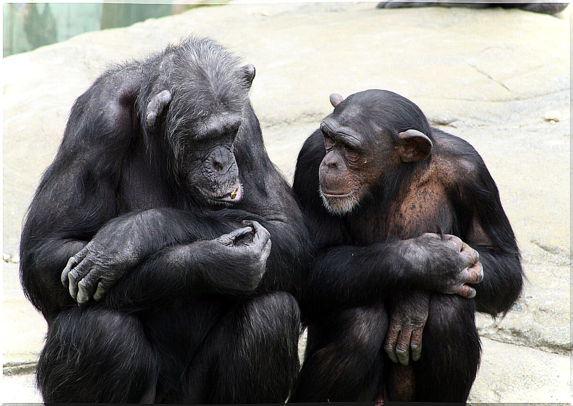 Why do chimpanzees use rocks to make sounds?