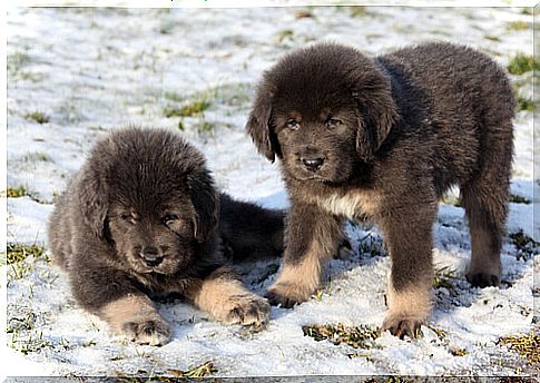 Tibetan Mastiff among the most expensive dogs