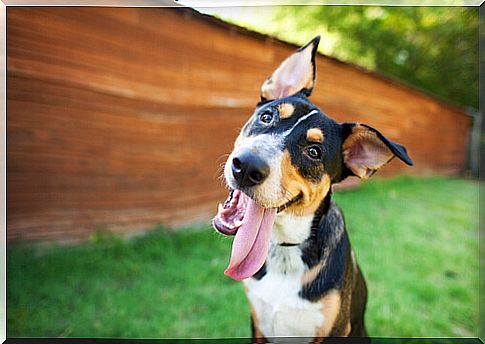 dog with tongue