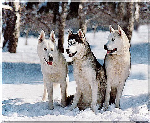 The Siberian husky endures the cold