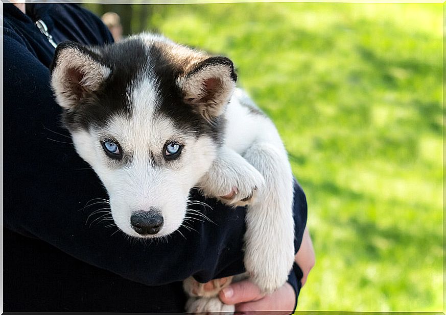 Siberian husky puppy.