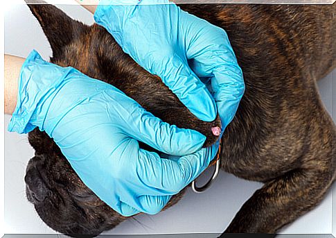 Why do warts appear in dogs?