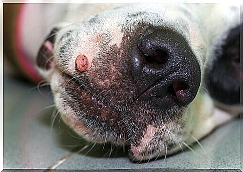 warts on the muzzle of dogs.