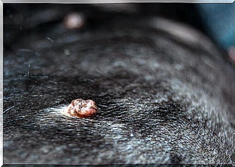 Wart on a dog