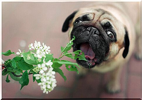 Canine plant poisoning