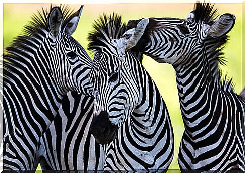 Zebra colors: the animal with the most curious skin