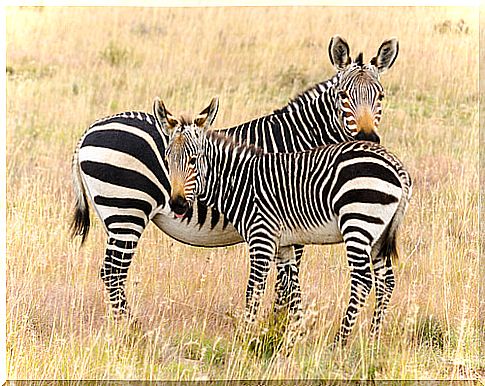 Zebra: characteristics