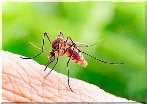 Mosquitoes are vectors of zoonotic diseases.