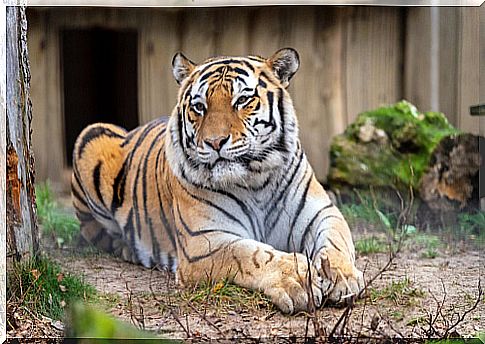 Tiger in one of the zoos allies of biodiversity