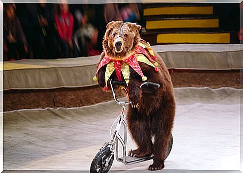 Bears in circuses are an example of the opposite of animal welfare in the European Union